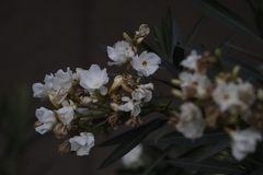 Nerium oleander
