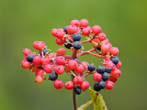 Viburnum