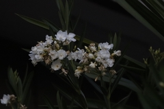 Nerium oleander