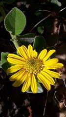 Asteraceae