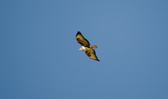 Buteo buteo
