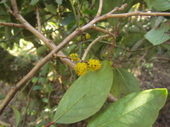 Azara uruguayensis