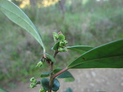 Azara uruguayensis