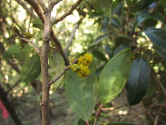 Azara uruguayensis