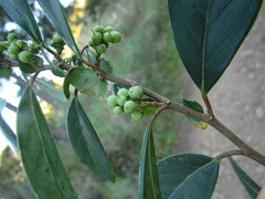 Azara uruguayensis