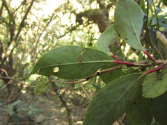 Azara uruguayensis