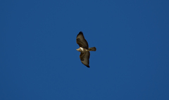 Buteo buteo