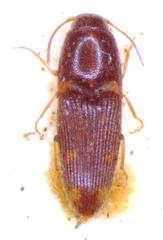 Conoderus pictus