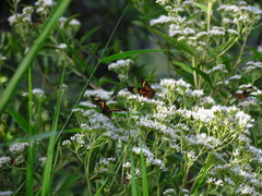 Austroeupatorium inulifolium