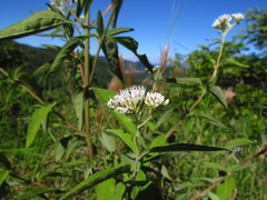 Austroeupatorium inulifolium