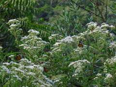 Austroeupatorium inulifolium
