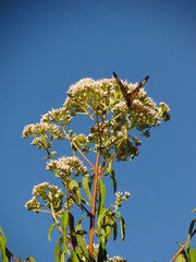 Austroeupatorium inulifolium