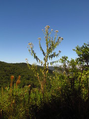Austroeupatorium inulifolium