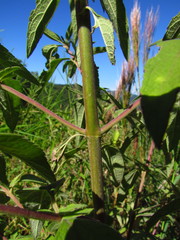 Austroeupatorium inulifolium