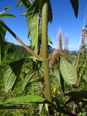 Austroeupatorium inulifolium