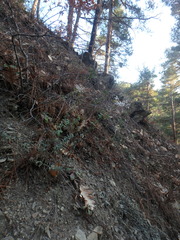 Odontarrhena tortuosa