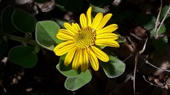 Asteraceae
