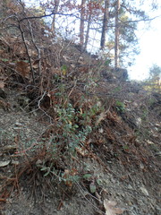 Odontarrhena tortuosa