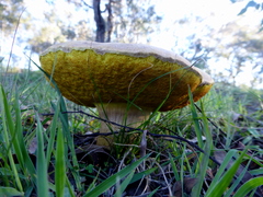 Phlebopus marginatus