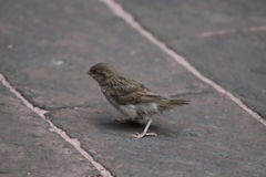 Passer domesticus
