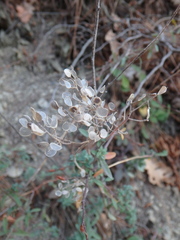 Odontarrhena tortuosa