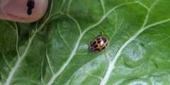 Epilachna paenulata