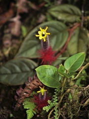 Columnea minor