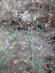 Odontarrhena tortuosa