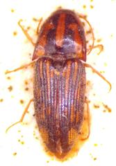 Conoderus pictus