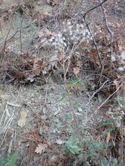 Odontarrhena tortuosa