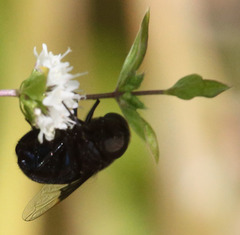 Copestylum violaceum