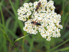 Stenurella jaegeri