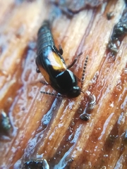 Tachinus subterraneus