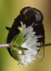 Copestylum violaceum