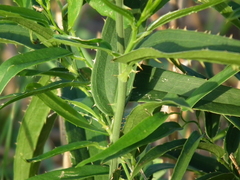 Smilax cognata