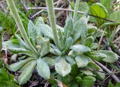 Primula denticulata