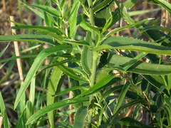 Smilax cognata