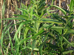 Smilax cognata