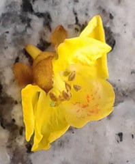 Cenostigma pluviosum