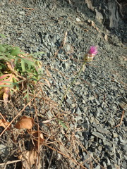 Centaurea sarandinakiae