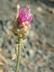 Centaurea sarandinakiae