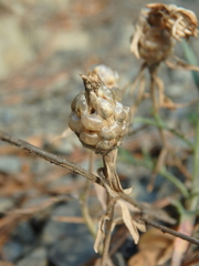 Centaurea sarandinakiae
