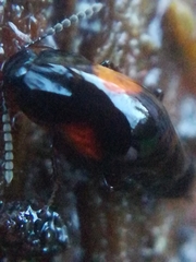 Tachinus subterraneus