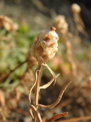 Centaurea sarandinakiae