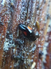 Tachinus subterraneus