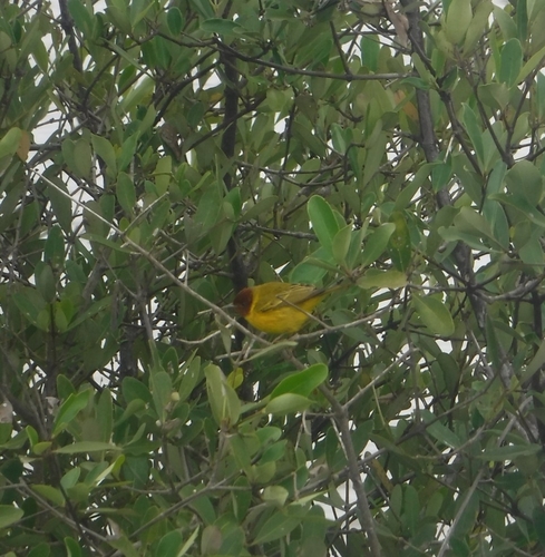 Mangrove Warbler [rhizophorae]