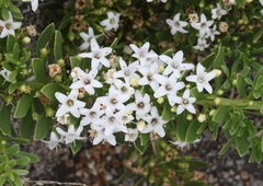 Myoporum parvifolium