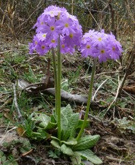 Primula denticulata