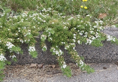 Myoporum parvifolium