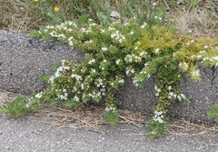 Myoporum parvifolium